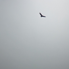 Aquila audax at Burrumbuttock, NSW - suppressed