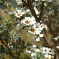 Leptospermum myrtifolium (Myrtle Teatree) at Paddys River, ACT - 7 Feb 2023 by RobG1