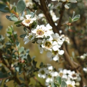 Leptospermum myrtifolium at Paddys River, ACT - 7 Feb 2023