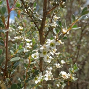 Leptospermum myrtifolium at Paddys River, ACT - 7 Feb 2023