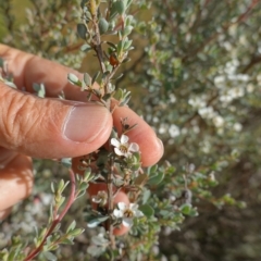 Leptospermum myrtifolium at Paddys River, ACT - 7 Feb 2023