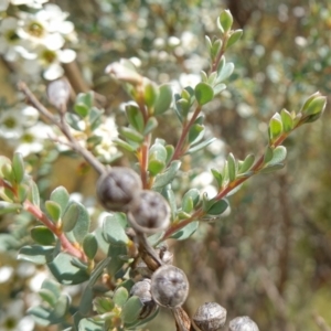 Leptospermum myrtifolium at Paddys River, ACT - 7 Feb 2023