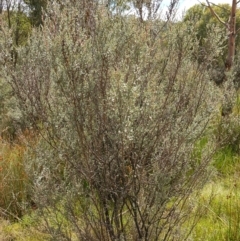 Leptospermum myrtifolium at Paddys River, ACT - 7 Feb 2023