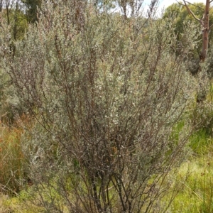 Leptospermum myrtifolium at Paddys River, ACT - 7 Feb 2023
