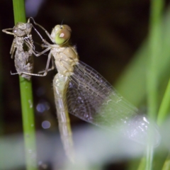 Anisoptera (suborder) (Unidentified dragonfly) at Block 402 - 11 Feb 2023 by KorinneM