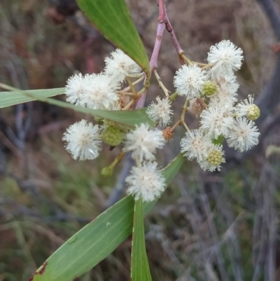 Acacia implexa (Hickory Wattle, Lightwood) at Gossan Hill - 13 Feb 2023 by KumikoCallaway