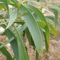 Acacia implexa at Bruce, ACT - 13 Feb 2023 12:10 PM