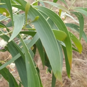 Acacia implexa at Bruce, ACT - 13 Feb 2023