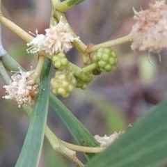 Acacia implexa at Bruce, ACT - 13 Feb 2023 12:10 PM