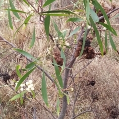 Acacia implexa at Bruce, ACT - 13 Feb 2023 12:10 PM