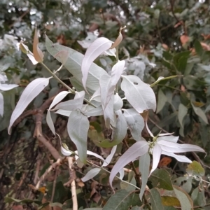 Eucalyptus cinerea subsp. cinerea at Wanniassa Hill - 13 Feb 2023 10:39 AM