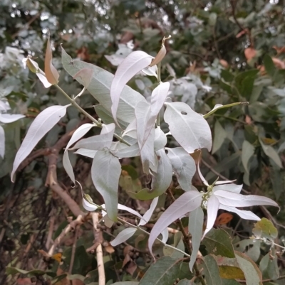 Eucalyptus cinerea subsp. cinerea (Argyle Apple) at Wanniassa Hill - 12 Feb 2023 by KumikoCallaway