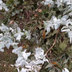 Eucalyptus cinerea subsp. cinerea at Wanniassa Hill - 13 Feb 2023 10:39 AM