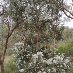 Eucalyptus cinerea subsp. cinerea at Wanniassa Hill - 13 Feb 2023 10:39 AM