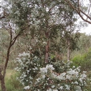 Eucalyptus cinerea subsp. cinerea at Wanniassa Hill - 13 Feb 2023