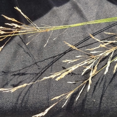 Agrostis capillaris (Brown Top Bent Grass) at Fadden, ACT - 16 Feb 2023 by KumikoCallaway