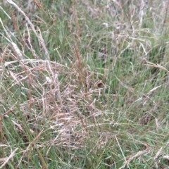 Agrostis capillaris at Fadden, ACT - 16 Feb 2023 05:05 PM