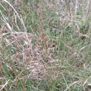 Agrostis capillaris at Fadden, ACT - 16 Feb 2023