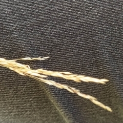 Agrostis capillaris at Fadden, ACT - 16 Feb 2023 05:05 PM