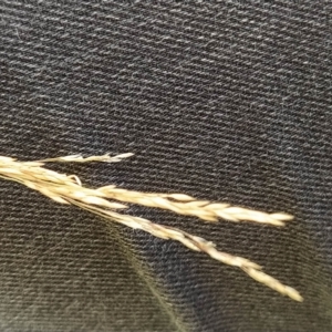 Agrostis capillaris at Fadden, ACT - 16 Feb 2023