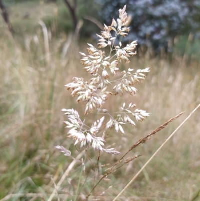 Holcus lanatus (Yorkshire Fog) at Wanniassa Hill - 12 Feb 2023 by KumikoCallaway