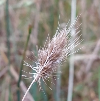 Cynosurus echinatus (Rough Dog's Tail Grass) at Fadden, ACT - 12 Feb 2023 by KumikoCallaway
