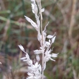 Holcus lanatus at Fadden, ACT - 13 Feb 2023