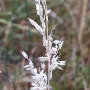 Holcus lanatus at Fadden, ACT - 13 Feb 2023 10:33 AM