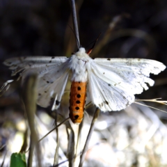 Ardices canescens (Dark-spotted Tiger Moth) at Piney Ridge - 11 Feb 2023 by KorinneM