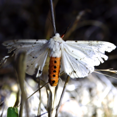 Ardices canescens (Dark-spotted Tiger Moth) at Stromlo, ACT - 11 Feb 2023 by KorinneM
