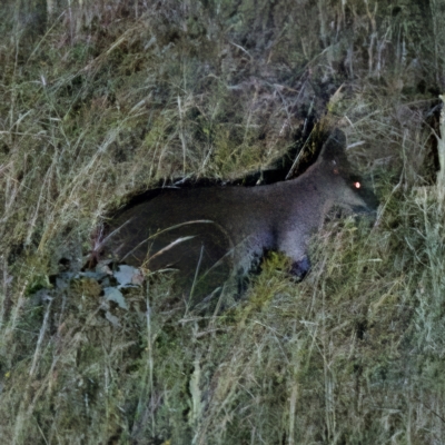 Wallabia bicolor (Swamp Wallaby) at Piney Ridge - 11 Feb 2023 by KorinneM