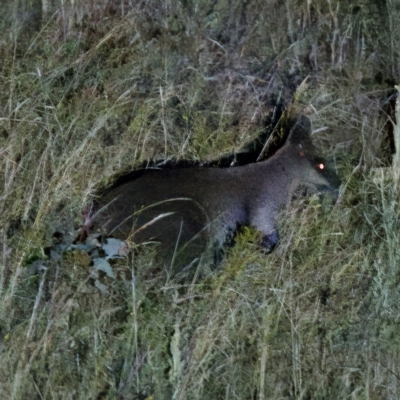 Wallabia bicolor (Swamp Wallaby) at Block 402 - 11 Feb 2023 by KorinneM