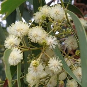 Acacia implexa at Fadden, ACT - 13 Feb 2023 10:25 AM