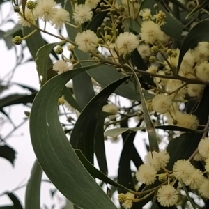 Acacia implexa at Fadden, ACT - 13 Feb 2023 10:25 AM