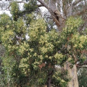 Acacia implexa at Fadden, ACT - 13 Feb 2023