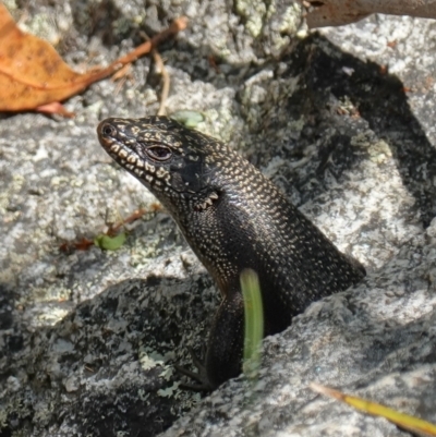 Egernia saxatilis (Black Rock Skink) at Namadgi National Park - 7 Feb 2023 by RobG1