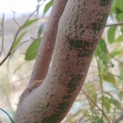 Brachychiton populneus subsp. populneus at Fadden, ACT - 13 Feb 2023