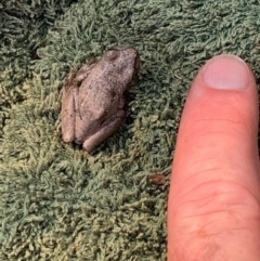 Litoria peronii (Peron's Tree Frog, Emerald Spotted Tree Frog) at Paddys River, ACT - 9 Feb 2023 by jac