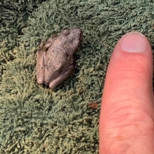 Litoria peronii at Paddys River, ACT - 10 Feb 2023