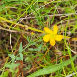 Hypericum gramineum at Isaacs, ACT - 13 Feb 2023 03:53 PM