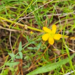 Hypericum gramineum (Small St Johns Wort) at Isaacs, ACT - 13 Feb 2023 by Mike