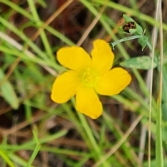 Hypericum gramineum at Isaacs, ACT - 13 Feb 2023 03:53 PM