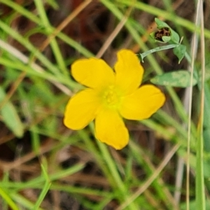 Hypericum gramineum at Isaacs, ACT - 13 Feb 2023 03:53 PM