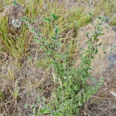 Cotoneaster pannosus (Cotoneaster) at Isaacs Ridge and Nearby - 13 Feb 2023 by Mike