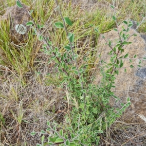 Cotoneaster pannosus at Isaacs, ACT - 13 Feb 2023