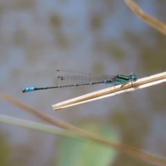 Austroagrion watsoni (Eastern Billabongfly) at Mount Taylor - 12 Feb 2023 by MatthewFrawley