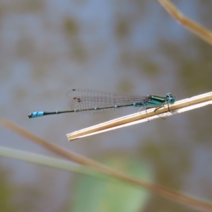 Austroagrion watsoni at Fisher, ACT - 12 Feb 2023 02:59 PM