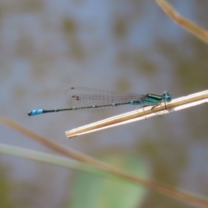 Austroagrion watsoni at Fisher, ACT - 12 Feb 2023