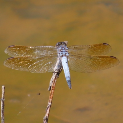 Orthetrum caledonicum (Blue Skimmer) at Mount Taylor - 12 Feb 2023 by MatthewFrawley