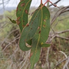 Eucalyptus nortonii at Wanniassa Hill - 13 Feb 2023